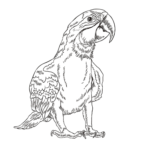 adorable parrot coloring page in exquisite style