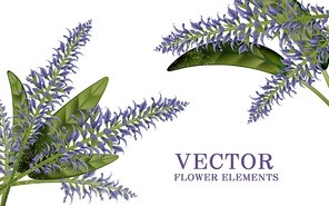 Elegant salvia elements, 3d illustration floral elements isolated on white background
