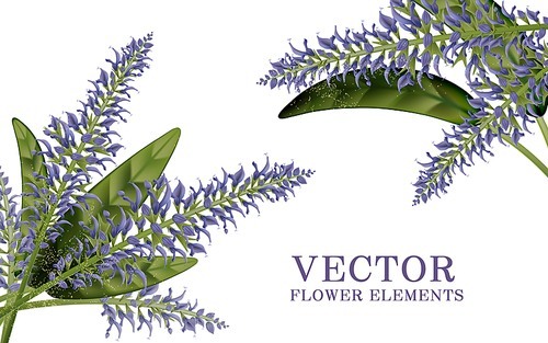 Elegant salvia elements, 3d illustration floral elements isolated on white 