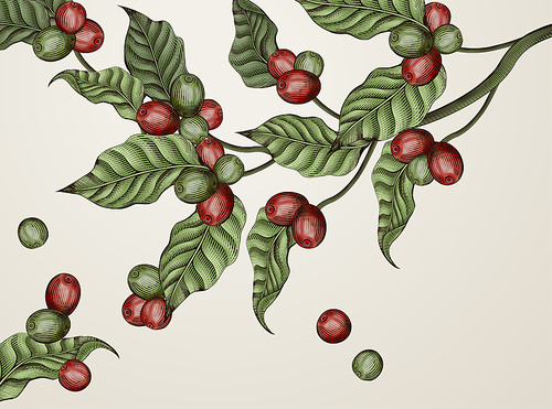 Engraving coffee plants, vintage decorative leaves and coffee cherries for design uses