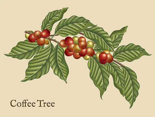 Coffee tree elements, retro coffee plants in etching shading style with color