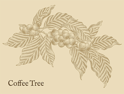 Coffee tree elements, retro coffee plants in etching shading style