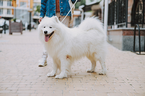 Domestic pedigree dog on leash walking outside with owner. Pet care concept