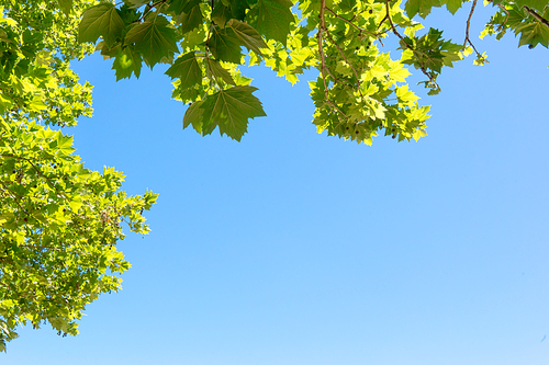 Close-up of tree leaves, backlit on blue sky background.