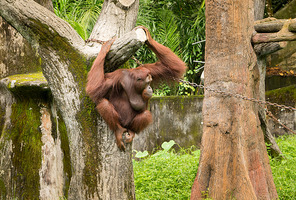 Portrait female orangutan with hanging pose .