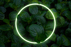 Beautiful and fresh green leaves with circle neon light.creative nature background image for seasonal use design