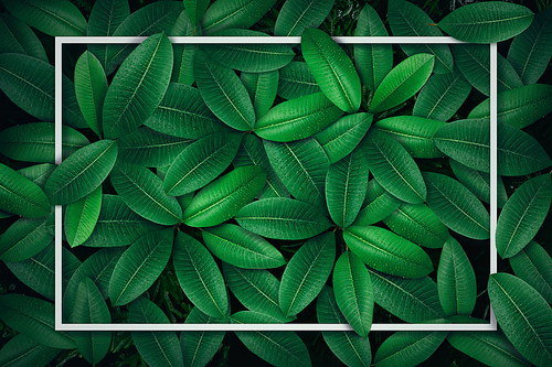 Tropical green leaf with water drop , creative paper card note layout concept .