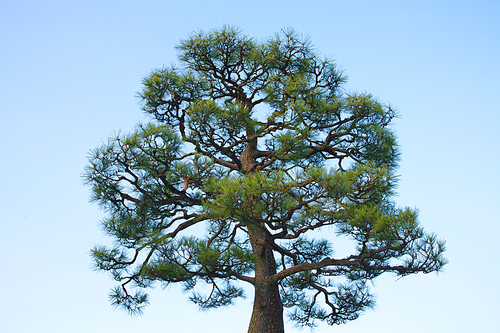 Pine tree against blue sky .