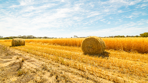 Hay and straw bales in the end of summer. Western Australia.