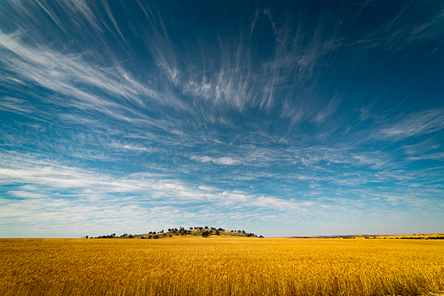 Field of Golden wheat under the blue sky and clouds