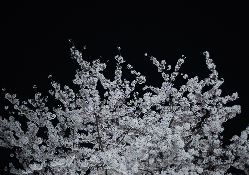 Cherry blossom on a tree against a dark sky