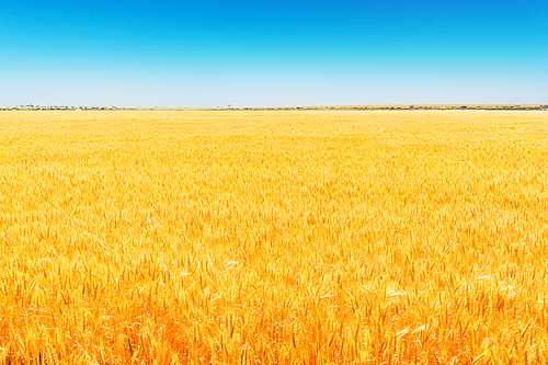 Field of Golden wheat under the blue sky .