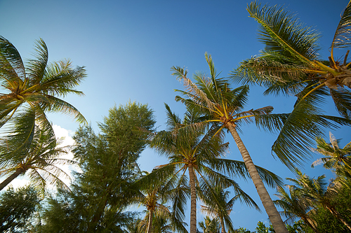 Branches of coconut palms under blue sky , Rawa island , Malaysia .