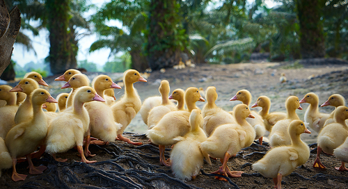 A group of cute growing yellow ducks
