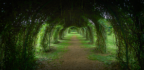 Beautiful mystical green garden with pergola tunnel