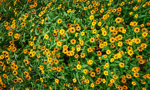 Beautiful yellow flowers daisies natural background