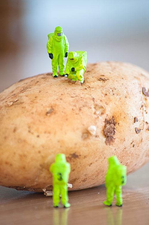 Group of Researchers in protective suit inspecting a potato. Transgenic food concept