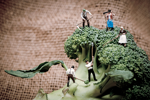 Miniature farmers crew harvesting broccoli crowns.
