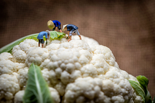 Asian farmers working in cauliflower field. Macro photo.