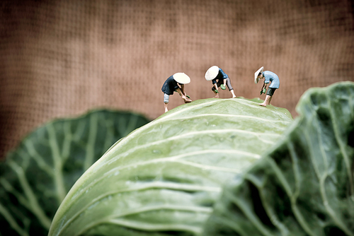 Asian farmers working in cabbage field. Macro photo.