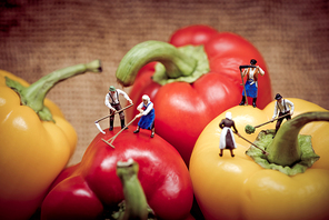 Miniature farmers harvesting his bell peppers.