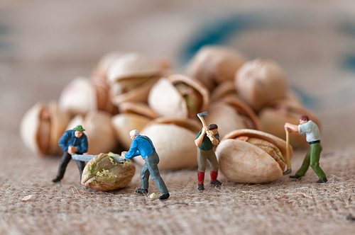 Miniature lumbermen with a nut. Macro photo