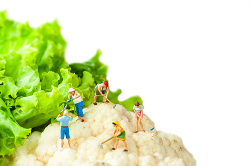 Miniature farmers standing on top of cauliflower