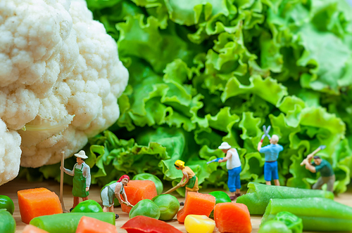 Group of farmers harvesting a vegetables. Macro photo