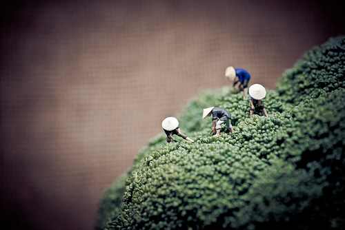 Asian farmers harvesting broccoli. Color tone tuned. Macro photo