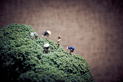 Miniature asian peasants harvesting broccoli. Color tone tuned macro photo