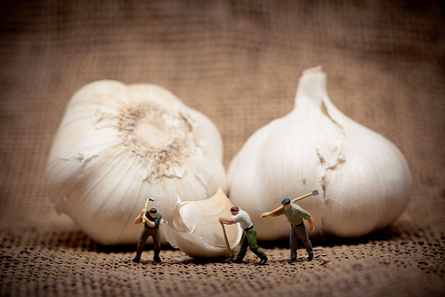 Minuature workers cutting up a garlic bulb. Color tuned photo. Macro