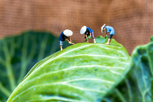 Group of asian farmers harvesting cabbage
