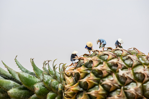 Asian workers in pineapple plantations.