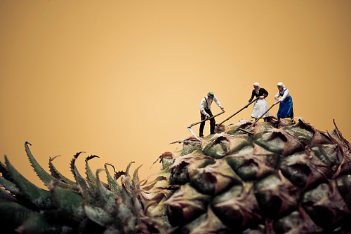 Farmers harvesting pineapple. Macro photo,