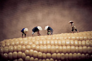 Asian peasants harvesting corn. Color tone tuned. Macro photo