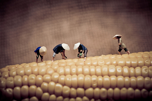 Asian peasants harvesting corn. Color tone tuned. Macro photo