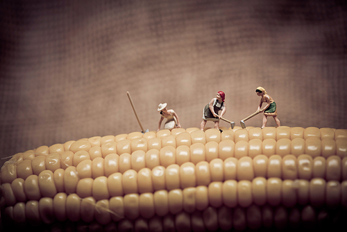 Miniature farmers at corn field. Color tone tuned. Macro photo