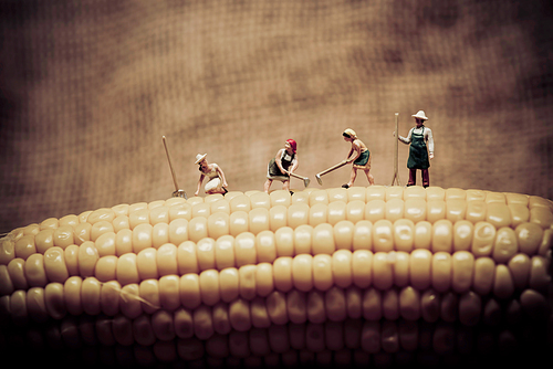 Happy farmers harvesting corn. Macro photo.
