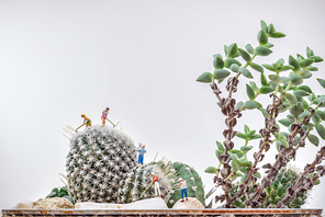 Miniature gardeners working at a cactus garden.