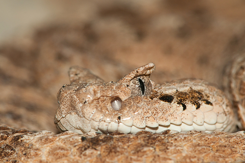 Desert Snake close-up portrait