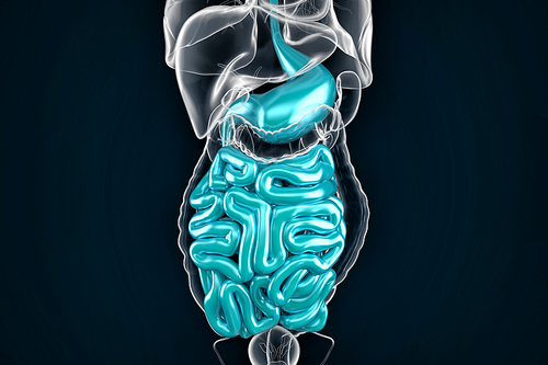 Intestine. 3D illustration. Contains clipping path