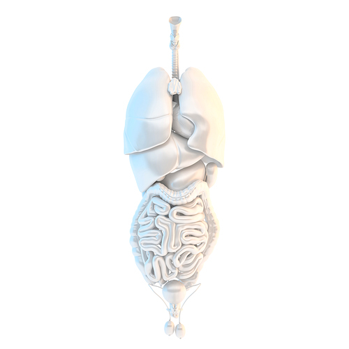 Human internal organs. 3D illustration. Isolated. Contains clipping path