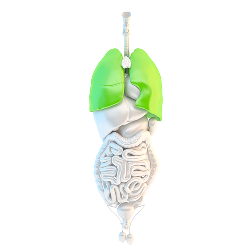 Healthy human lungs. 3D illustration. Isolated. Contains clipping path