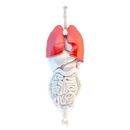 Full length view of human male internal organs with highlited lungs