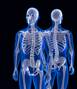 Human skeleton. Front and back view. Contains clipping path