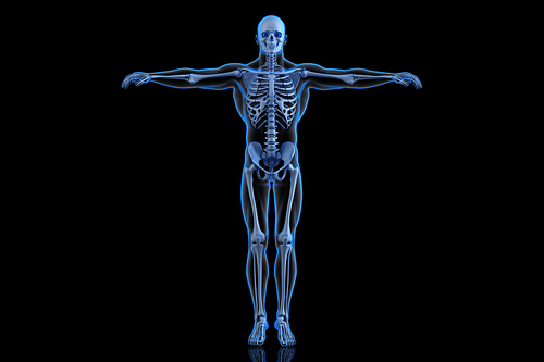 Human Skeleton. Front view
