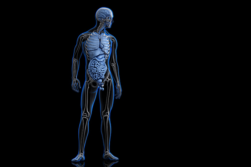 Anterior View of Human Body. 3D illustration