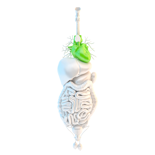 Healthy human heart. 3D illustration. Isolated. Contains clipping path