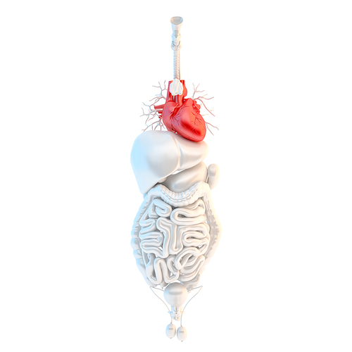 Heart - Male anatomy of human organs. 3d illustration isolated over white backgrounds