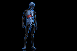 Illustration of human anatomy with highlighted liver